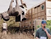 4 أفيال مدربة تشارك فى القبض على فيل مطلوب منذ 2017 لقتله 6 أشخاص بالهند