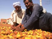 يا بلح أبريم يا سمارة.. موسم تجفيف التمور فى صحراء أسوان 