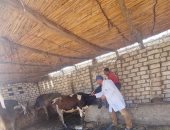 تحصين 205 آلاف رأس ماشية من الحمى القلاعية و28920 طائرا ضد الأمراض بكفر الشيخ