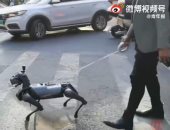 مش بتحتاج أكل ولا نضافة.. صينيون يستبدلون الكلاب الأليفة بـ "روبورت"
