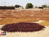 موسم تجفيف التمور ما بين التجارة الرابحة وآثار التغير المناخى.. الفلاحون يفرشون المحصول تحت الشمس أثناء الحصاد.. ومزارع: ارتفاع درجات الحرارة له دور فى عملية نضج الثمرة.. وآخر: السيول تتلفها.. فيديو وصور
