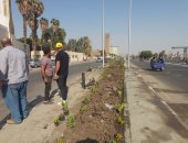 زراعة 700 شجرة بطريق ترعة الإسماعيلية بشبرا الخيمة ضمن مبادرة "اتحضر للأخضر"