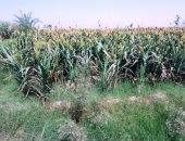 الزراعة لصباح الخير يا مصر: أصدرنا 9 مبيدات لمقاومة آفة دودة الحشد بالذرة