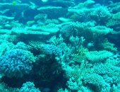 قبل قمة المناخ.. هنا شعاب كارلوس ريف المرجانية بالبحر الأحمر.. تضم برجين مرجانيين طولهما 16 مترا.. وكهوف من الشعاب تصل لـ40 مترا.. سهلة الغوص للمبتدئين ونسبة الغطاء المرجانى الحى يصل لـ80%.. صور