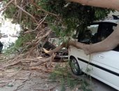 رفع شجرة ضخمة سقطت نتيجة العوامل الجوية وسط الإسكندرية.. صور