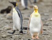 البطريق الأصفر النادر طفرة جينية تزين جزيرة جنوب المحيط الأطلسي