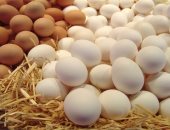إقبال كبير على تربية الدجاج فى المنازل بنيوزيلندا لتعويض نقص البيض الشديد