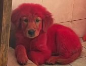 شاب يثير الجدل على السوشيال ميديا بعد صبغ كلبه باللون الوردى.. فيديو وصور