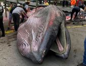 اكتشاف أنواع جديدة من الحيتان العام الماضى على وشك الانقراض