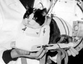 قصة أول قطة فى الفضاء.. ماذا حدث لها؟