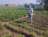 محصول البطاطس يزين المنيا.. ومزارعون: تغيرات المناخ تؤثر على الإنتاج.. صور