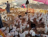 أسعار  الدواجن والخضروات والفاكهة والأسماك فى المنوفية.. فيديو