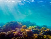 انخفاض درجات الحرارة يتسبب فى انهيار الشعاب المرجانية