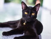 يوم القط الأسود.. أبرز 5 خرافات حول العالم مرتبطة بالقط منها جلب العريس