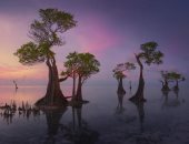 مصور يوثق مشاهد مذهلة للأشجار الراقصة فى جزيرة نائية بإندونيسيا