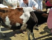 جامعة الزقازيق توجه قافلة بيطرية لقرية كفر النجار بمحافظة الشرقية