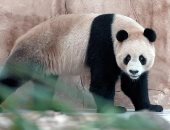 بمناسبة كأس العالم.. الصين تقدم حيوانات الباندا هدية لقطر