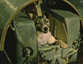 زى النهارده.. الكلب لايكا مع سبوتنيك2 أول حيوان يدور حول الأرض فى 3نوفمبر 1957