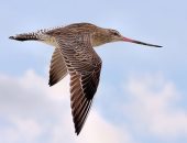 الطيور المهاجرة تحقق أرقاما قياسية.. طائر Godwit أسرع طائر فى العالم حسب موسوعة جينيس