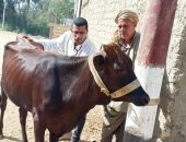 حياة كريمة.. جامعة الزقازيق توجه قافلة بيطرية لقرية العباسة بالشرقية