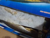 "بيطري كفر الشيخ" تضبط طن أسماك مجهولة المصدر ولحوما غير صالحة للاستخدام