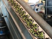 فى قلب سيناء.. حكاية قرية حولها الشباب لمنطقة إنتاج خضراء (فيديو)