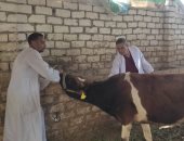 مدير بيطرى الأقصر يكشف تفاصيل تحصين الماشية فى سوق أبو قليعي بأرمنت.. صور