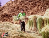 صورة ومعلومة.. حصاد الكتان أقدم زراعة عرفها التاريخ