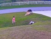 كلب يحمى طفلاً من هجوم حيوان شرس بأمريكا.. فيديو وصور