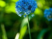 أجمل الزهور الزرقاء ومعانيها.. لا تنسوني والقرنفل