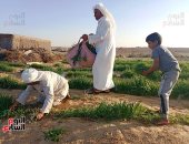 400 أسرة بسيناء ينجحون فى تحويل قريتهم "نجع شيبانة" لمنطقة خضراء منتجة.. صور