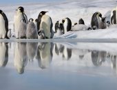 غضب الطبيعة يلاحق الطيور.. انخفاض الجليد بالقارة القطبية يهدد البطريق (فيديو)