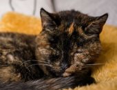 القطة "فلوسى" تدخل موسوعة جينيس كأكبر قطة حية فى العالم