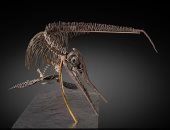 طرح حفرية "إكثيوصور" عمرها 180 مليون سنة للبيع فى مزاد.. اعرف سعرها المتوقع