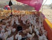 تعرف على أسعار الدواجن والخضروات والفاكهة فى المنوفية.. فيديو