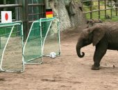 نتائج مباريات كأس العالم بين توقعات الحيوانات والطيور