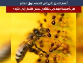 أعمار النحل تقل للنصف حول العالم.. هل أصبحنا مهددين بفقدان العسل؟ "فيديو"