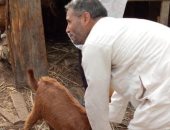 الطب البيطرى يواصل حملة تطعيم الحمى القلاعية فى العريش