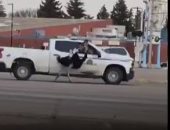 الشرطة تطارد قطيعًا من النعام وسط السيارات فى كندا.. "فيديو"