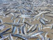 نفوق آلاف الأسماك على شاطئ أسترالى لسبب غير معلوم