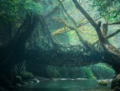 غابات الهند العتيقة.. جسور طبيعية من فروع أشجار طولها 50 مترا   