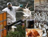 بريطانيا تواجه أزمة فى الديوك الرومى بعيد الشكر بسبب أنفلونزا الطيور