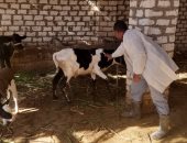 تشكيل 15 لجنة من الطب البيطرى لتحصين الماشية وحماية الثروة الحيوانية بالأقصر