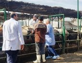 بيطري الشرقية يحصن 121 ألفا و746 رأس ماشية ضد "الحمى القلاعية والوادى المتصدع"