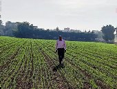 مدير المحاصيل الحقلية: نستهدف زراعة 4 ملايين فدان من القمح عام 2023  