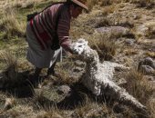 بيرو تعلن حالة طوارئ غذائية 60 يومًا.. ونفوق حيوانات الألبكة بسبب الجفاف  