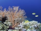 اكتشاف هام عن فترة سبات المرجان في فصل الشتاء!
