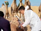 توسيع دائرة تحصين الحيوانات بشمال سيناء لتشمل الجمال بميدان سباقات الهجن
