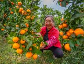 الذهب الصينى نور حقول بكين.. موسم حصاد البرتقال فى الصين