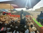 تعرف على أسعار الدواجن والخضروات والفاكهة فى المنوفية.. صور